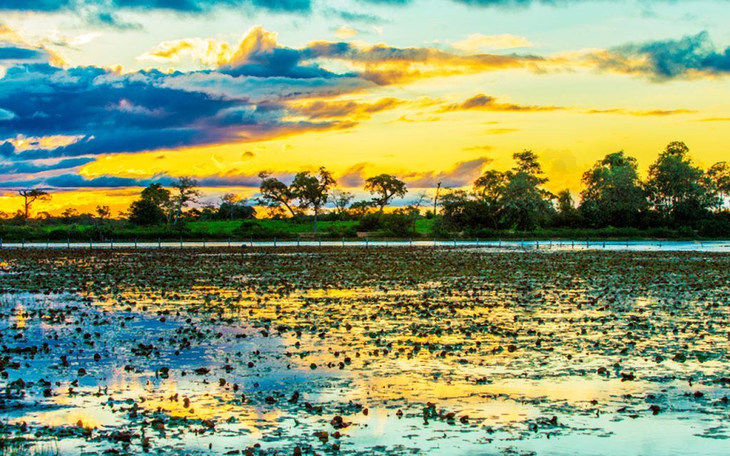 pantanal-destaque-1024x640-1